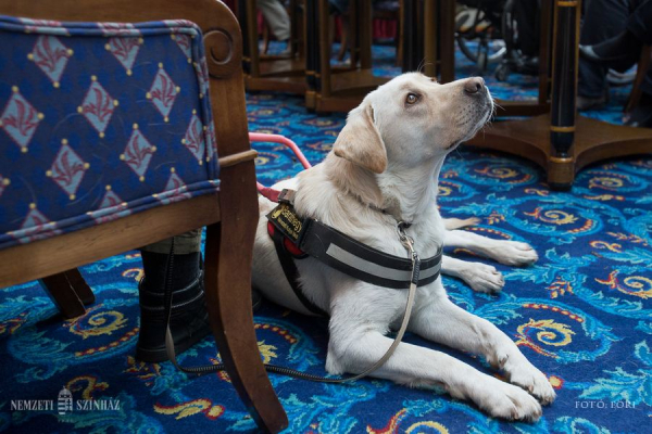 Fogyatékosok világnapja